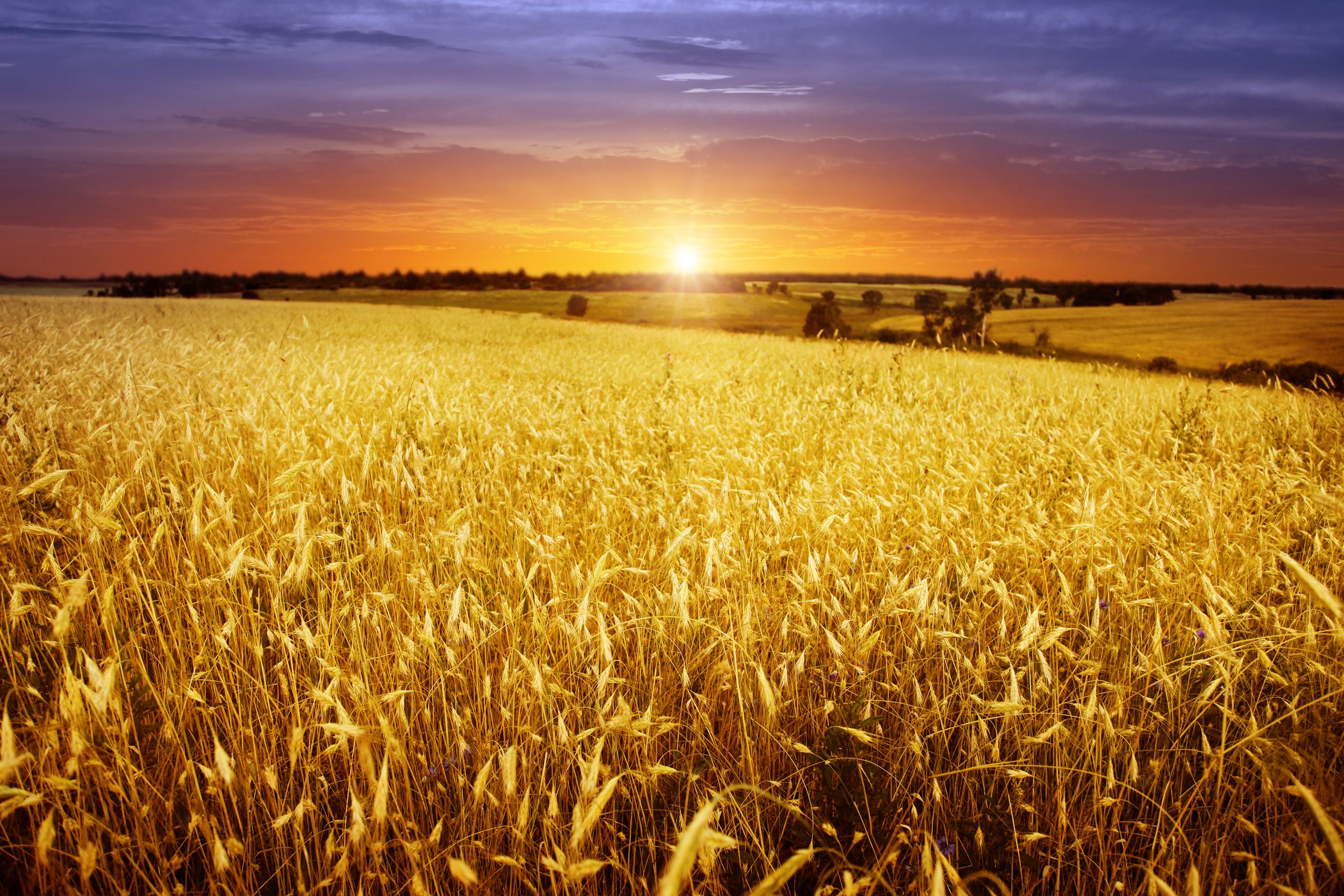 sunset over wheat field